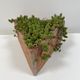 Set of 5 triangular pots for terracotta aromatics