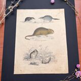 Poster (lithograph) rodents