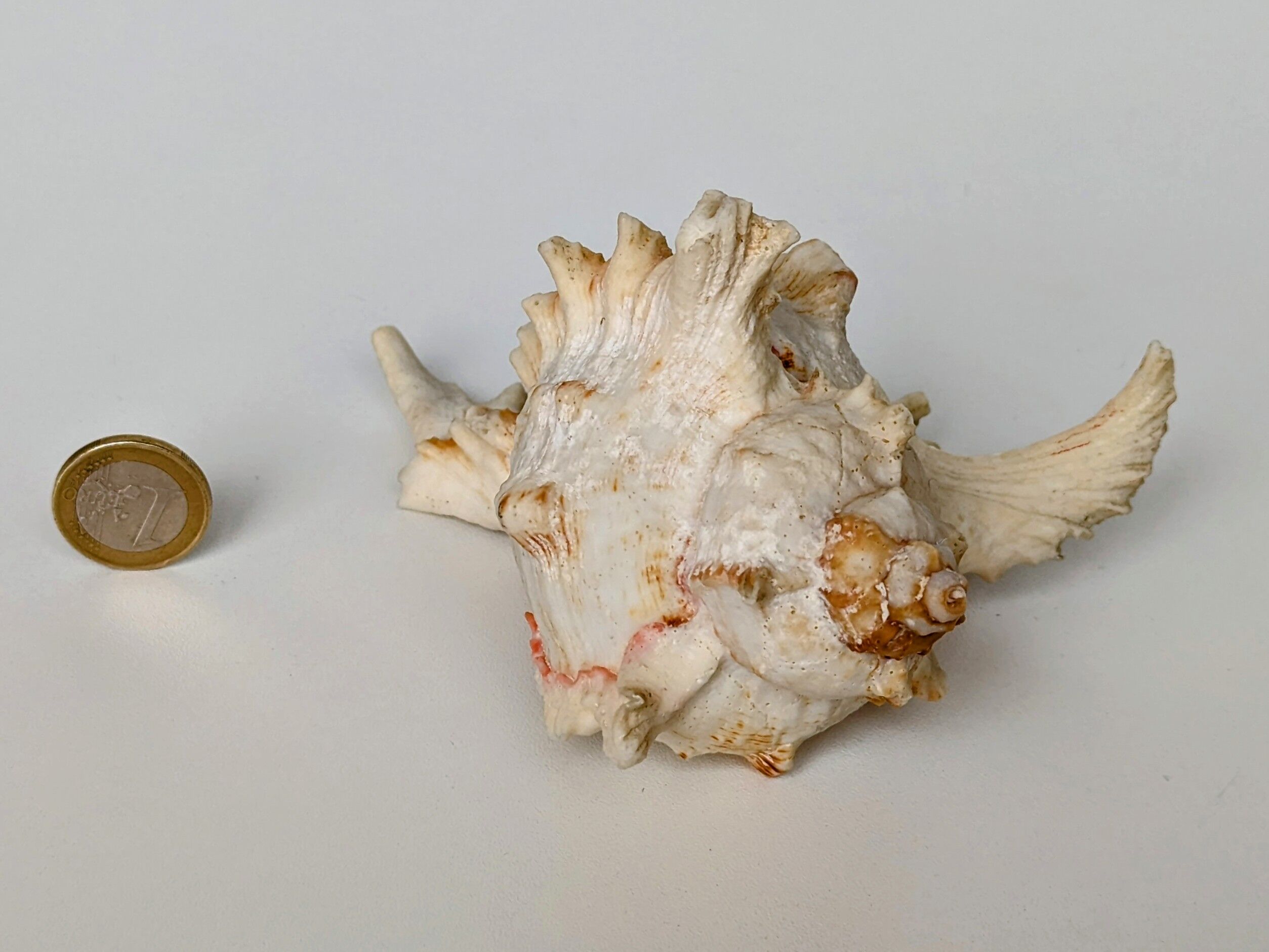 Shell Murex ramosus
