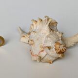 Shell Murex ramosus
