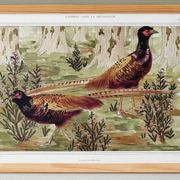 Poster “Ordinary Pheasants”, after an Art Nouveau lithograph from 1897