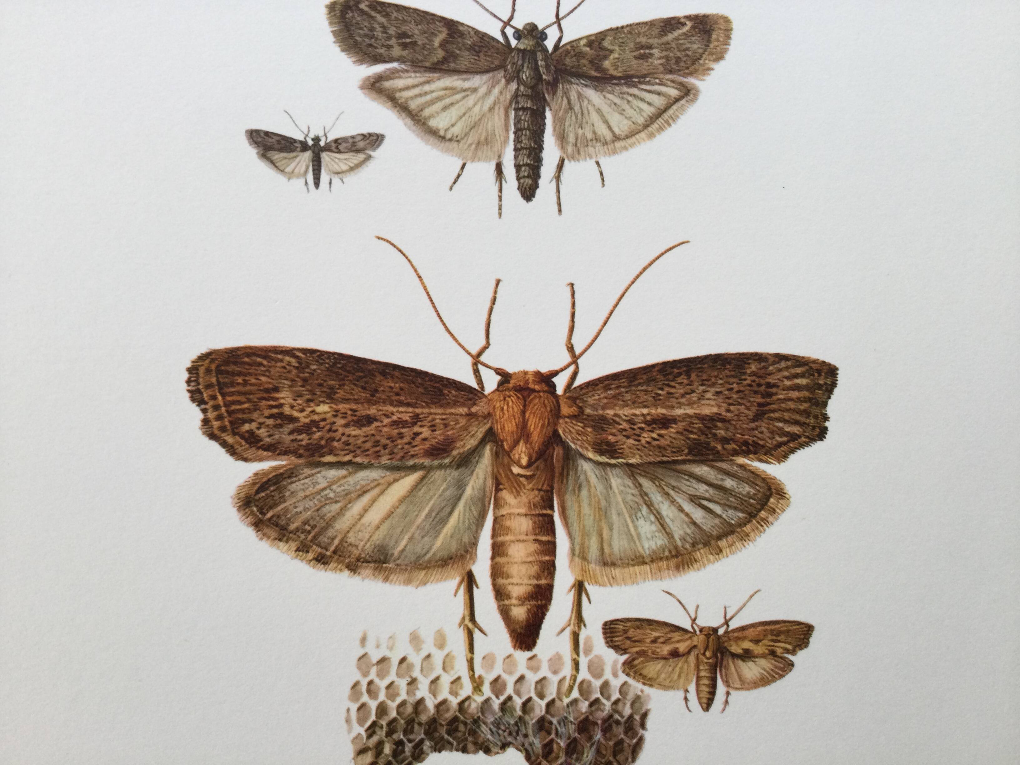 Vintage Print Insects, Butterflies Old Illustration 1969