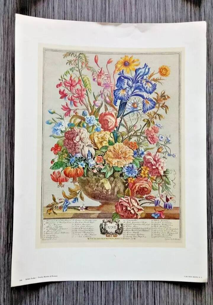 Lot of 19th century Floral Engravings - Vintage Art Print Flowers - 12 months - Robert Furber