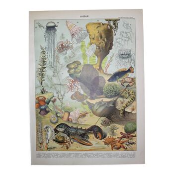 Gravure océan faune et flore poisson lithographie originale de 1898