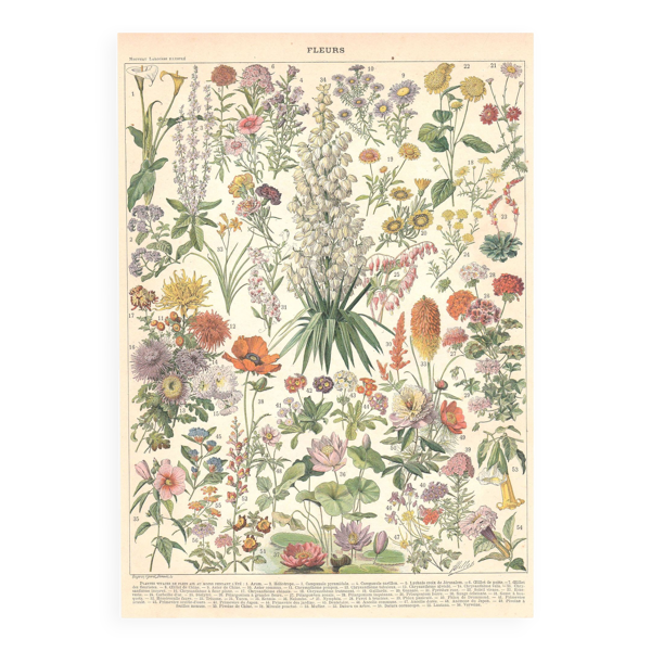 Planche ancienne sur les fleurs 1897