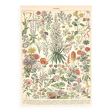 Planche ancienne sur les fleurs 1897