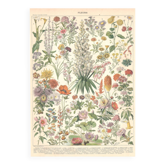 Planche ancienne sur les fleurs 1897