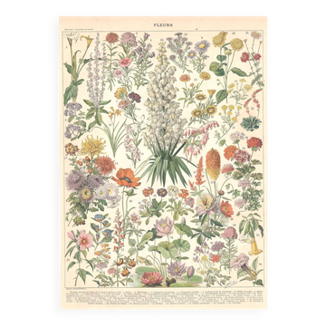 Old plate on flowers 1897