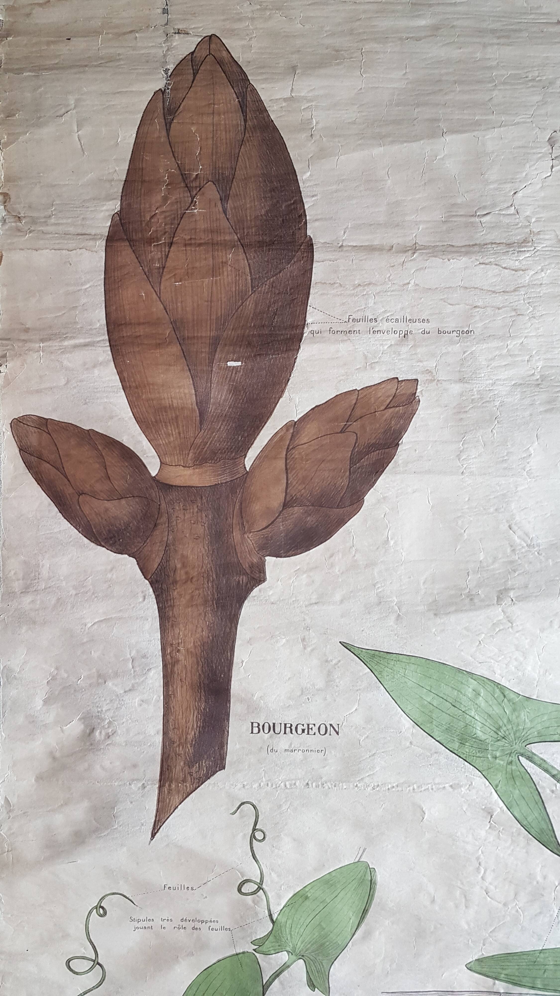 Ancienne affiche Deyrolle - les feuilles