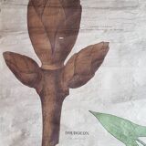 Ancienne affiche Deyrolle - les feuilles