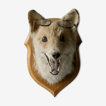 Tête de renard sur écusson taxidermie