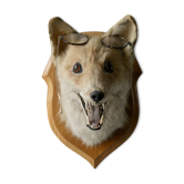 Tête de renard sur écusson taxidermie
