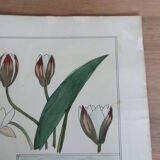 Water lily botanical board