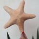 Authentic naturalized starfish