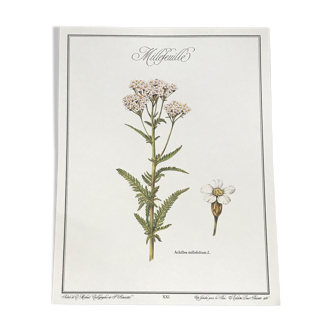 Planche botanique Millefeuille