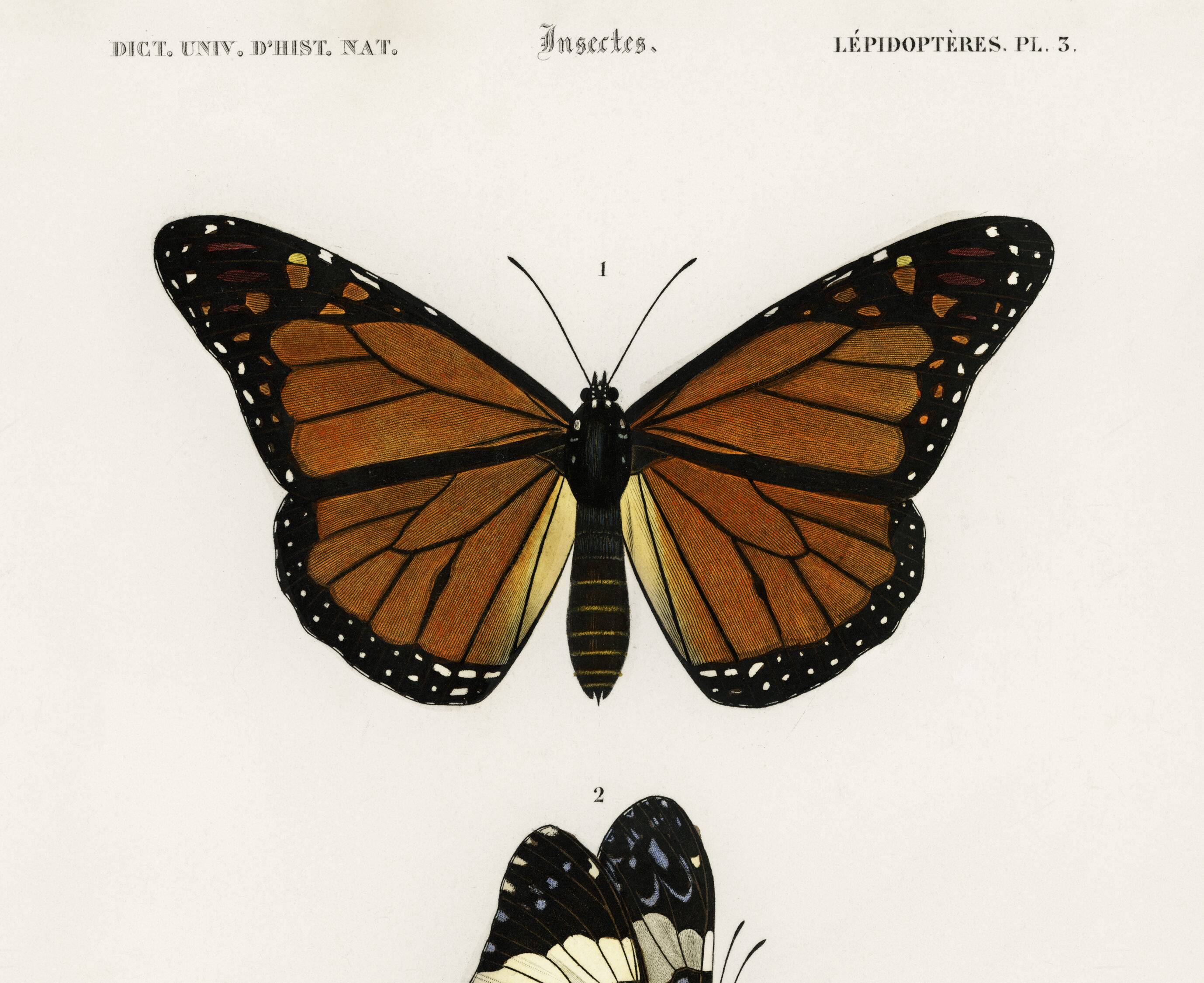Poster of exotic butterflies, based on an old engraving from 1849.