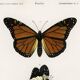 Poster of exotic butterflies, based on an old engraving from 1849.