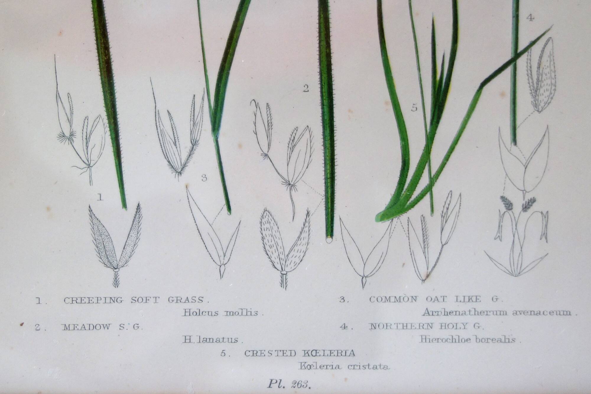 4 framed botanical plates, 19th century