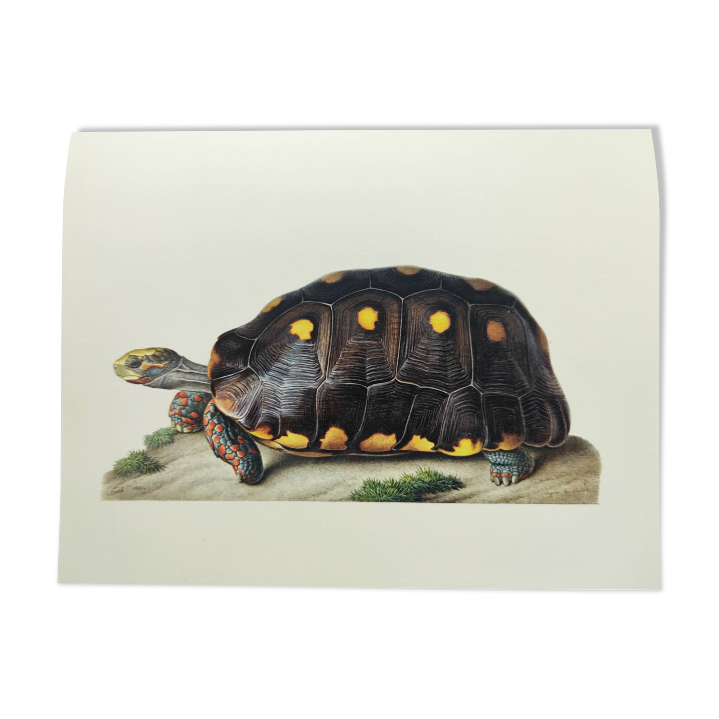 Old board - Sable turtle - Zoological illustration of vintage reptiles from 1970