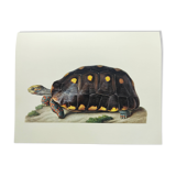 Old board - Sable turtle - Zoological illustration of vintage reptiles from 1970