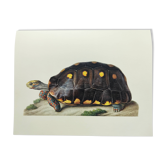 Planche ancienne -Tortue charbonnière- Illustration zoologique de reptiles vintage de 1970