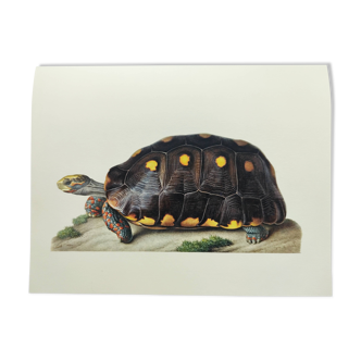 Planche ancienne -Tortue charbonnière- Illustration zoologique de reptiles vintage de 1970