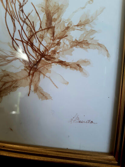 Pair of signed herbarium frames