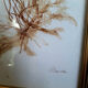 Pair of signed herbarium frames