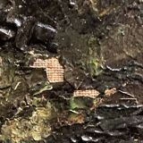 Peter baumgartner (1834-1911), seaside landscape, oil on canvas