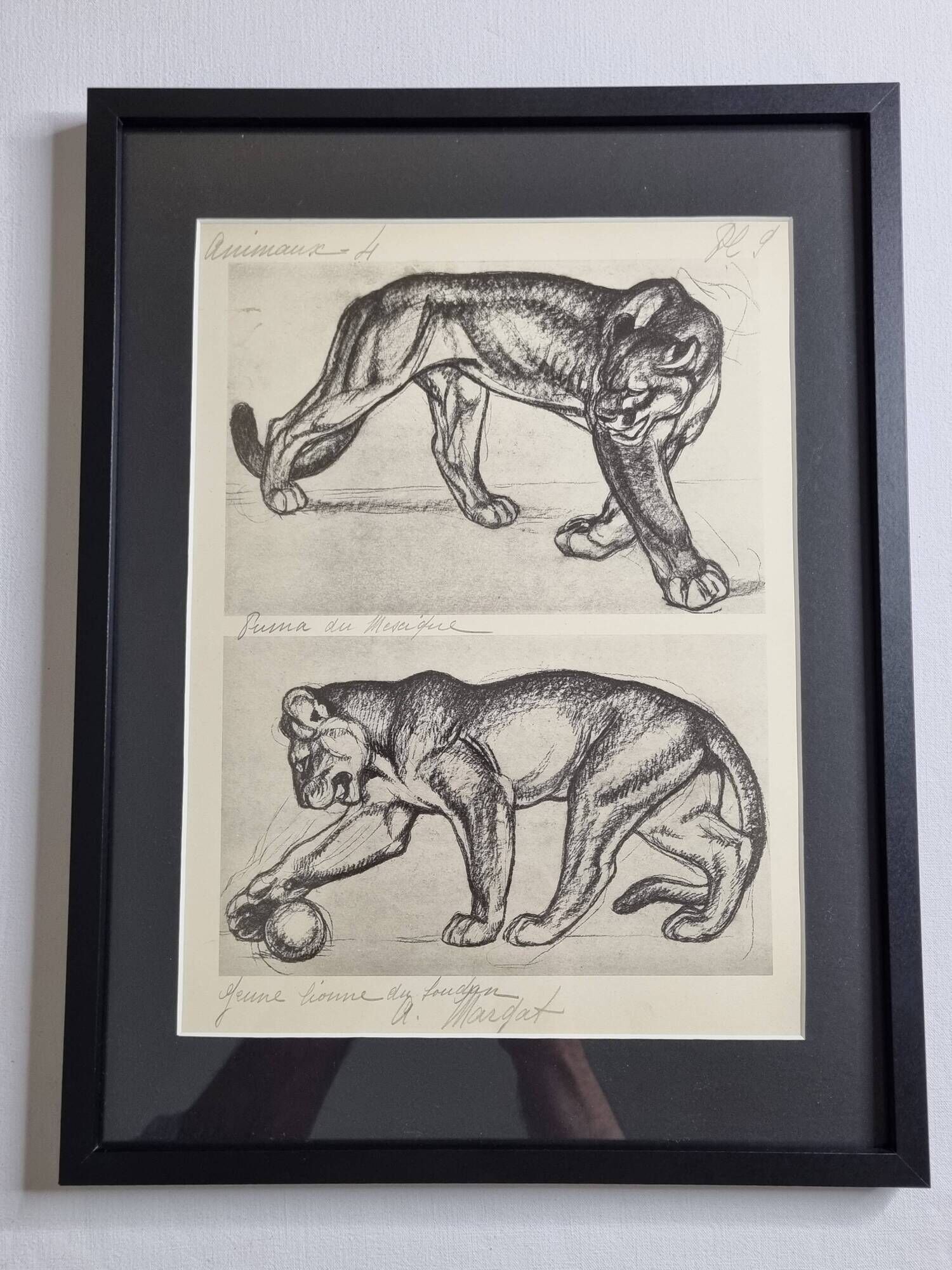 Illustrated plate – Studies of felines – André Margat – 1930 – 40 x 30 cm