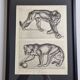 Illustrated plate – Studies of felines – André Margat – 1930 – 40 x 30 cm