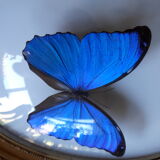Papillon encadré morpho cadre ovale bombé bois doré