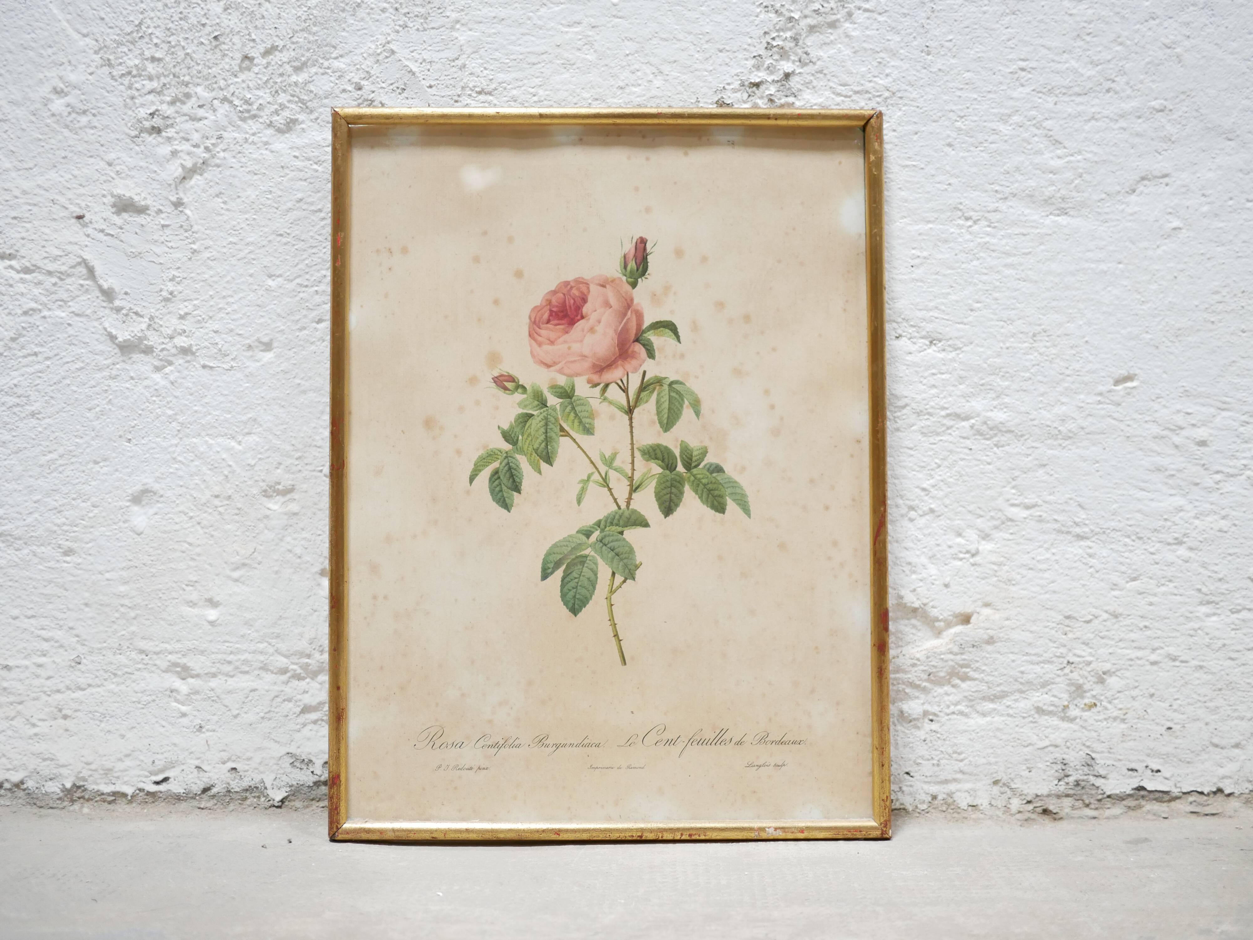 Vintage botanical poster Rosa Centifolia Burgundiaca by P.J.Redouté