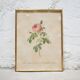 Vintage botanical poster Rosa Centifolia Burgundiaca by P.J.Redouté