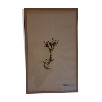Planche d'herbier 19ème
