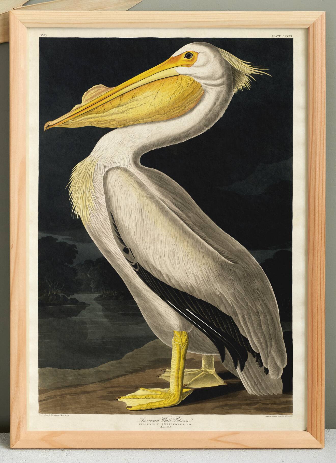 Poster of the White Pelican of America, after an old engraving