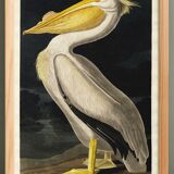 Poster of the White Pelican of America, after an old engraving