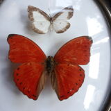 Papillons naturalisés cadre Napoléon III