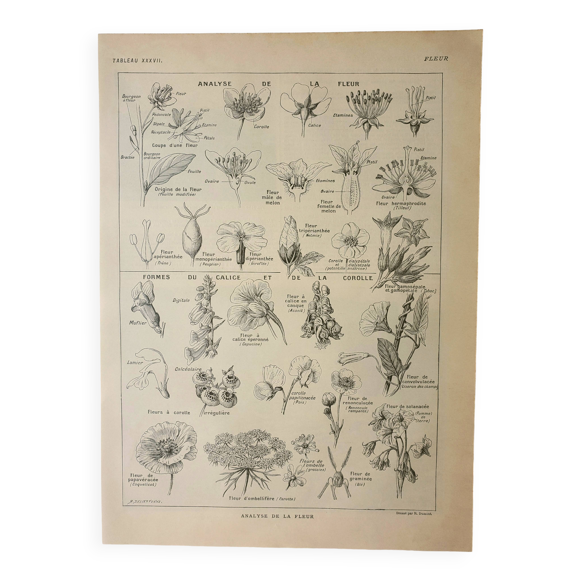 Old lithograph 1922, Type of flower, botany, calyx, corolla • Engraving, original illustration