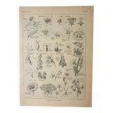 Old lithograph 1922, Type of flower, botany, calyx, corolla • Engraving, original illustration