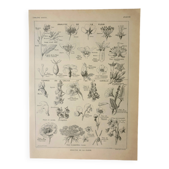 Old lithograph 1922, Type of flower, botany, calyx, corolla • Engraving, original illustration