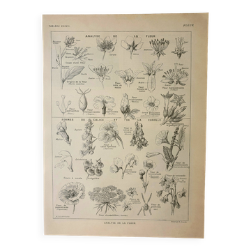 Old lithograph 1922, Type of flower, botany, calyx, corolla • Engraving, original illustration