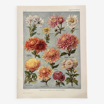 Lithographie sur les fleurs chrysanthèmes - 1920