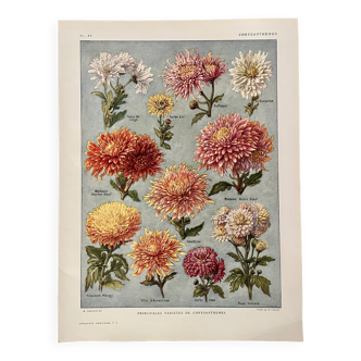 Lithograph on chrysanthemum flowers - 1920