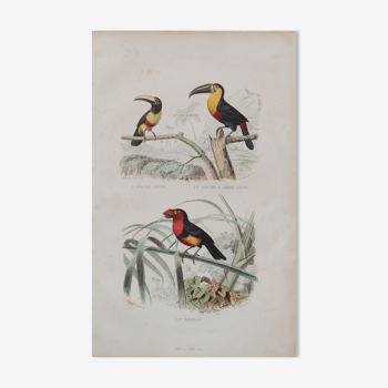 Lithographie gravure oiseaux exotiques vintage