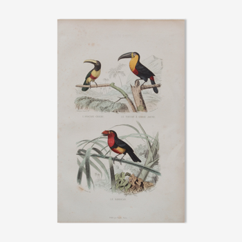 Lithography engraving vintage exotic birds