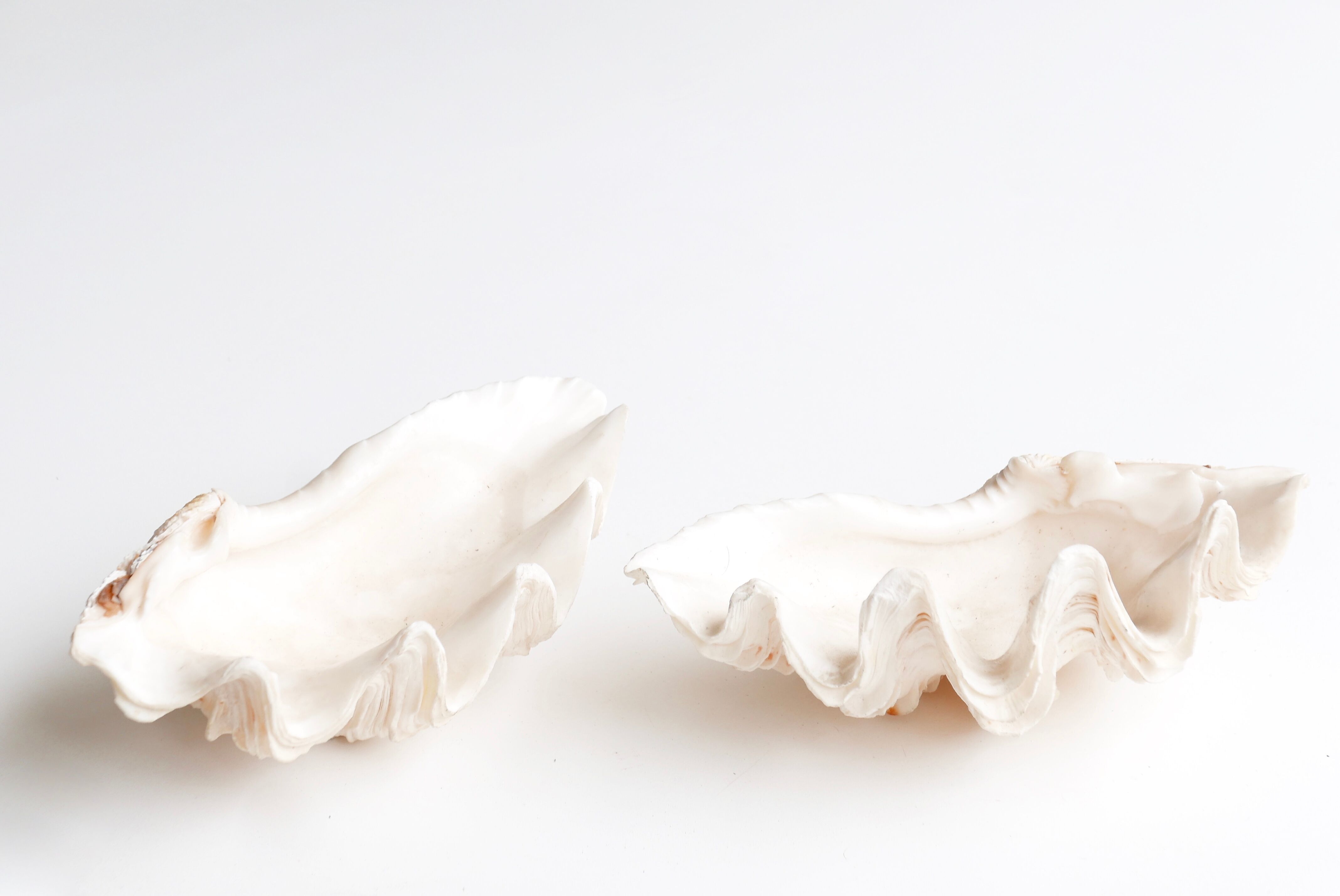 Benign shell for cabinet of curiosities, 70s