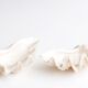 Benign shell for cabinet of curiosities, 70s