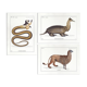 Set of 3 chimeras lithography animal engraving
