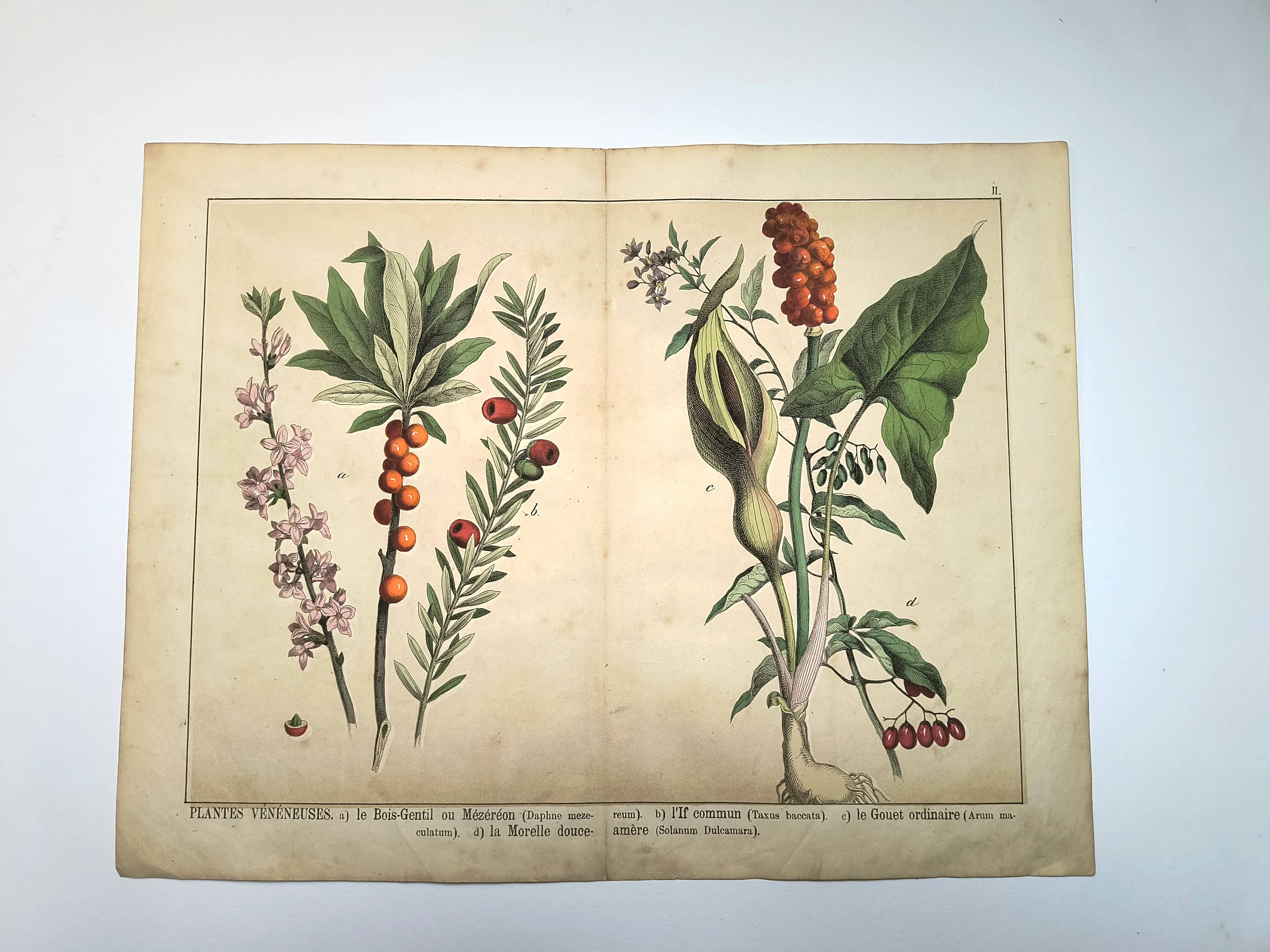 Botanical engraving from 1870 - Bois-Gentil and Yew - Lithograph of a plant